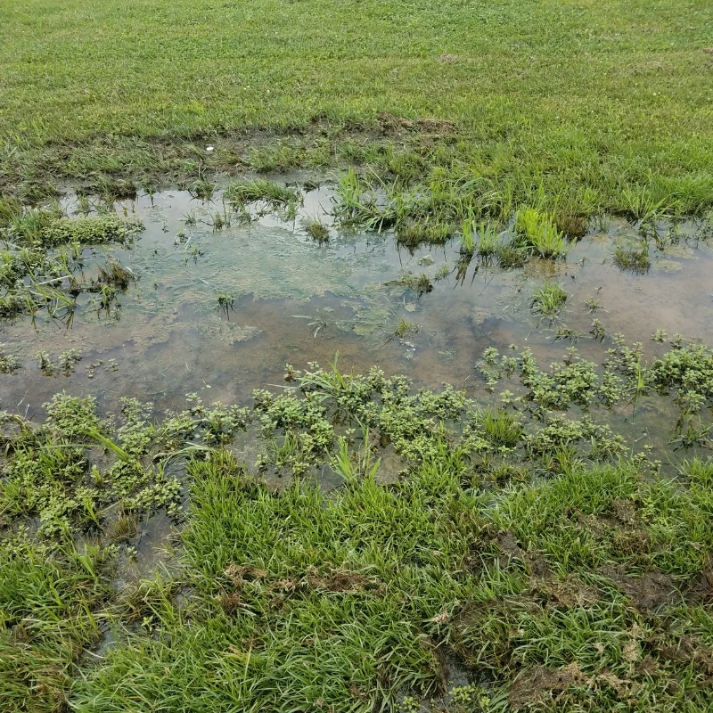 wet, flooded yard before french drain installation in dutchess county ny